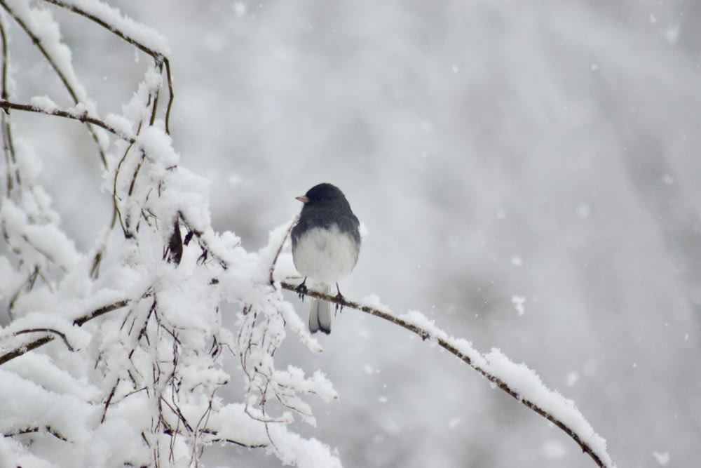 a small bird perched on a snowy branch