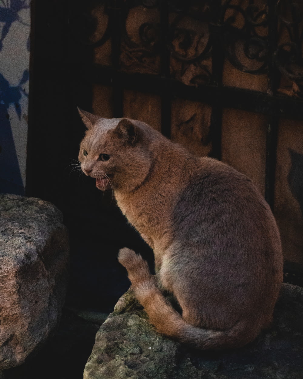un chat assis sur un rocher avec la gueule ouverte