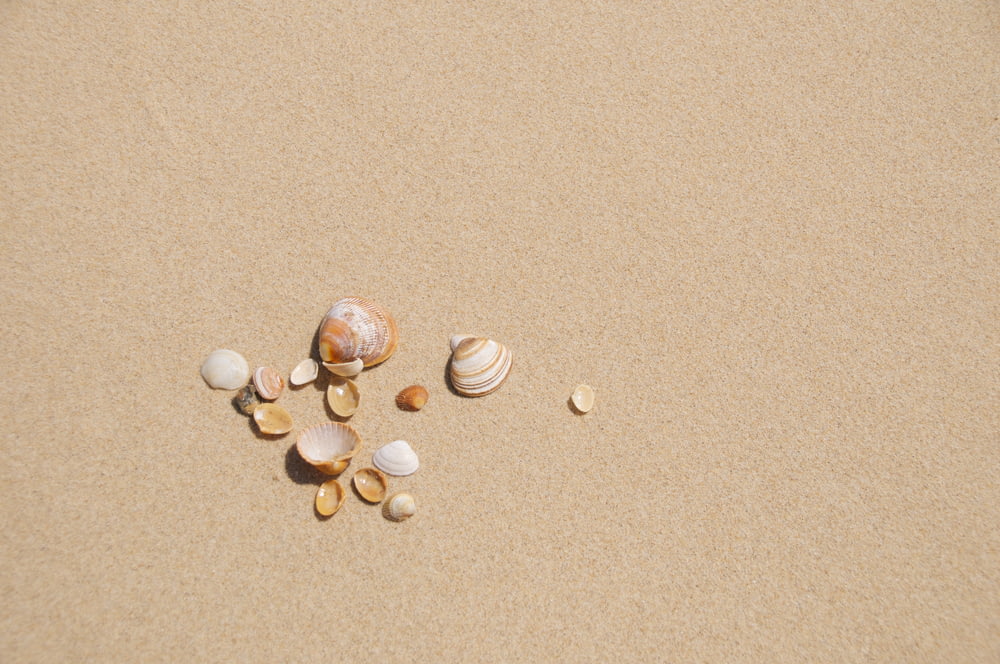 shells are scattered on a sandy beach