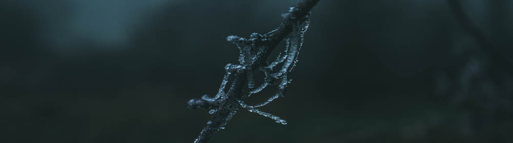 a close up of a branch with water droplets on it
