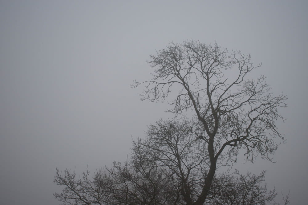 a tree with no leaves on a foggy day