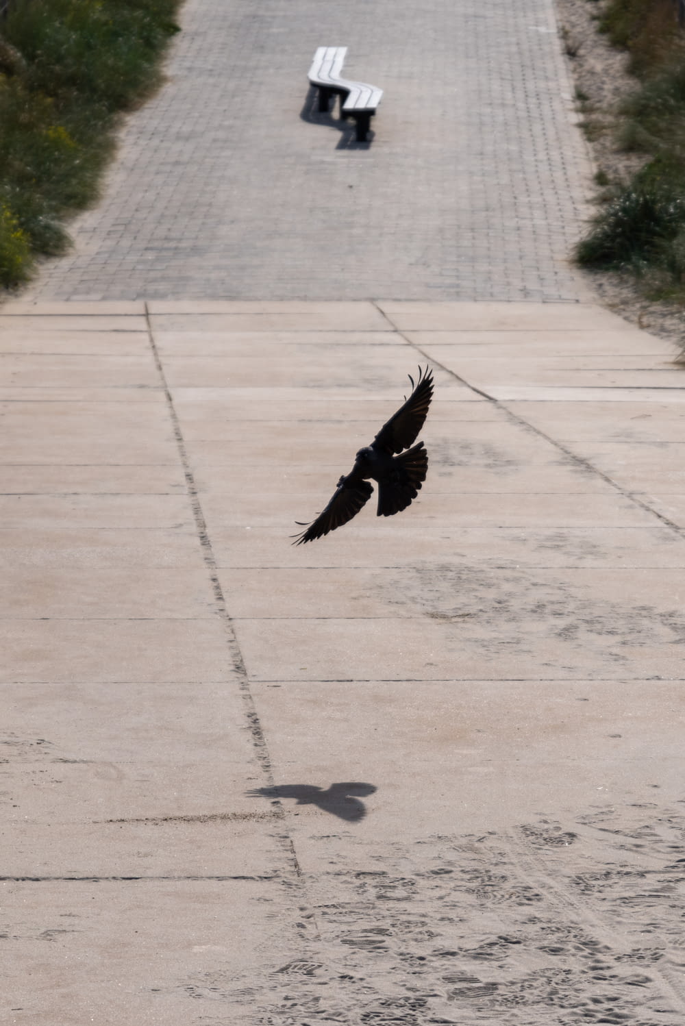 a bird flying over a sidewalk with benches in the background