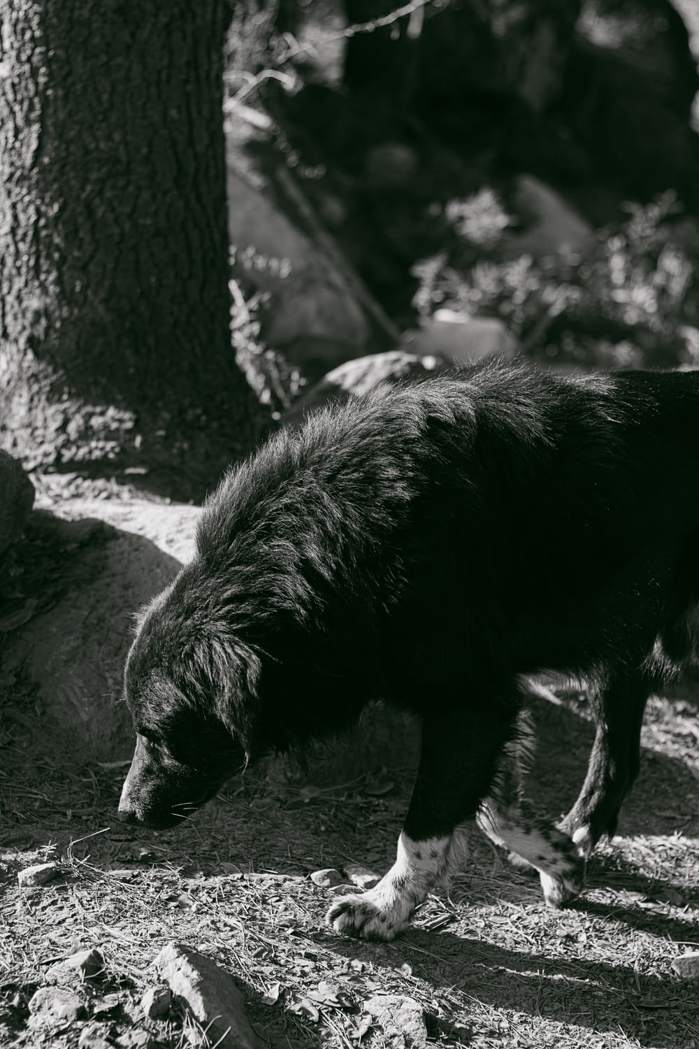 a black and white photo of a dog sniffing the ground