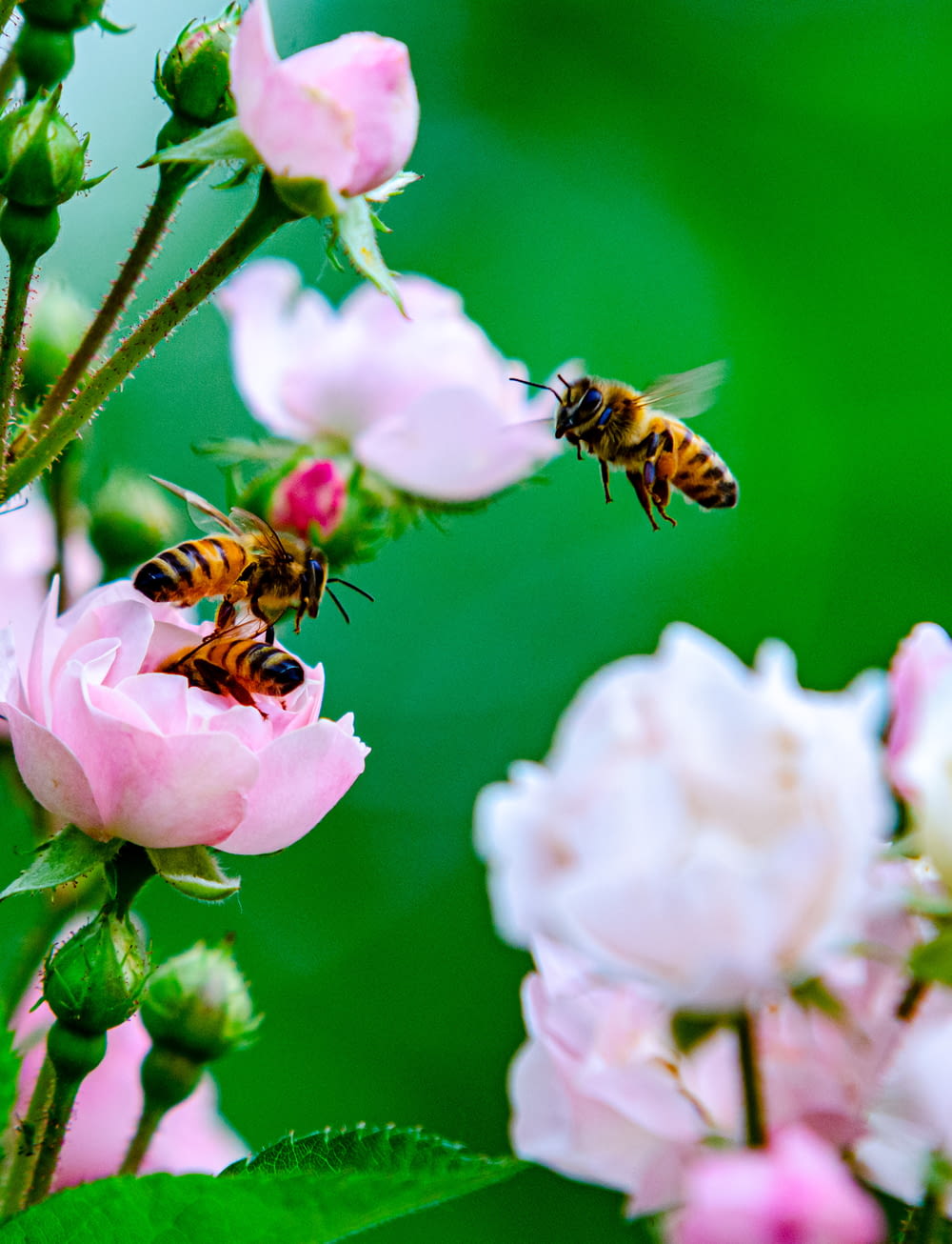 a couple of bees are on some pink flowers