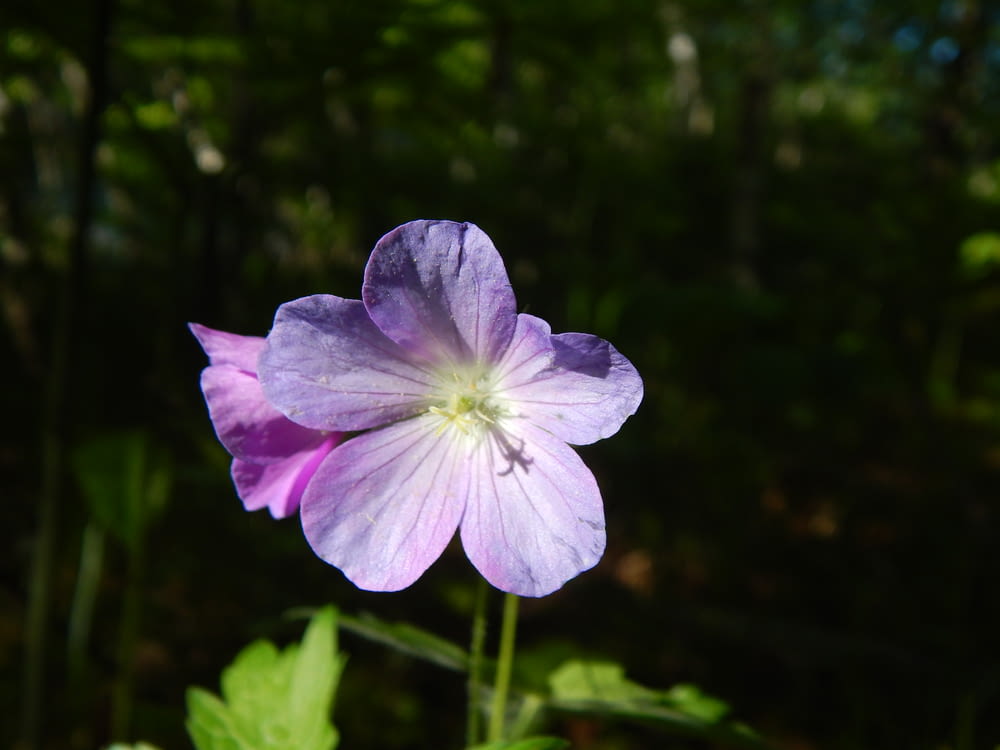 un fiore viola con foglie verdi sullo sfondo