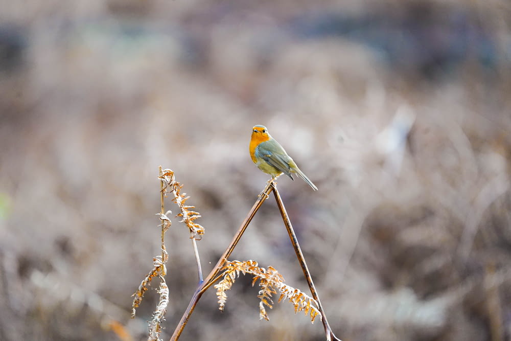a small bird sitting on top of a dry grass field