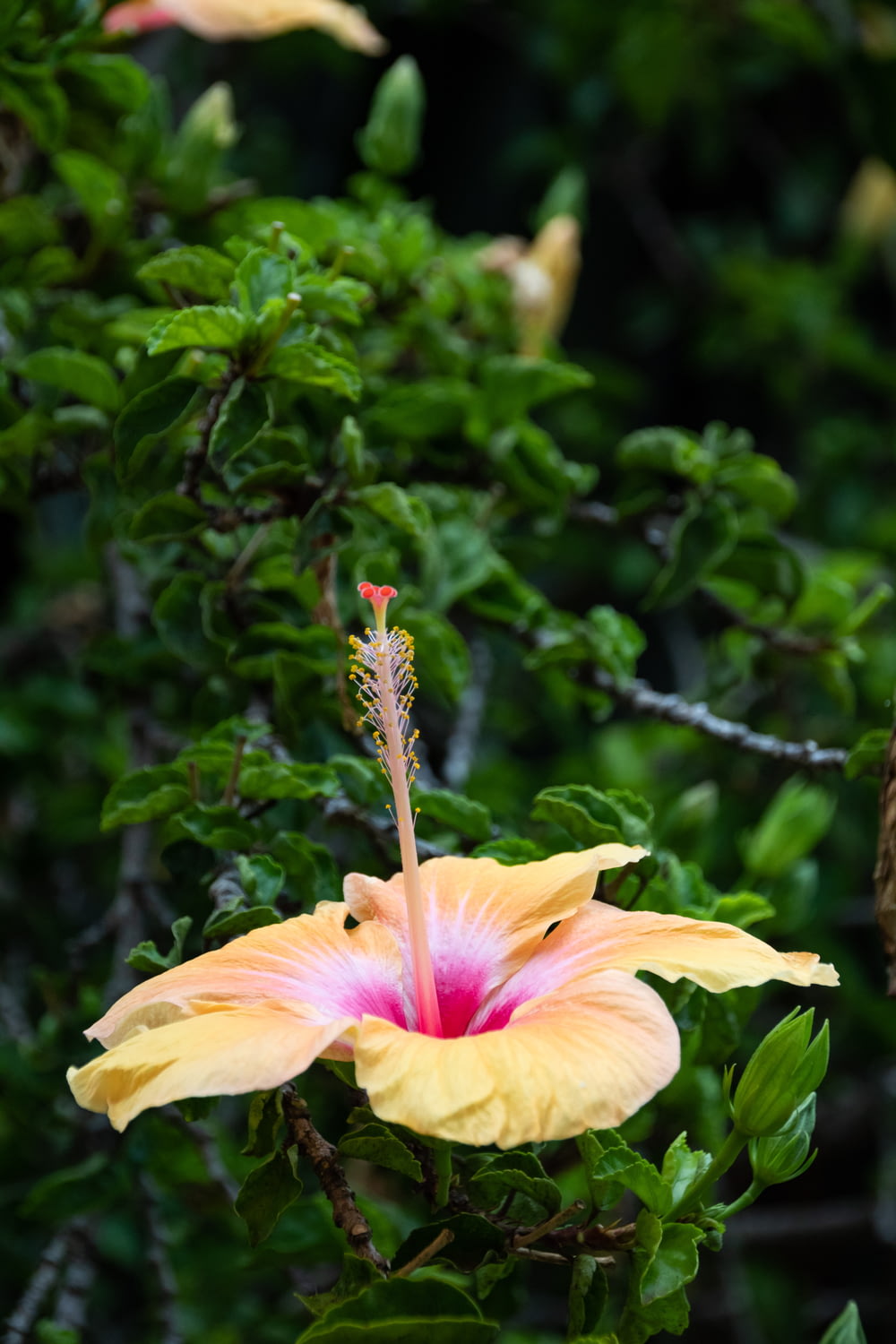 a pink and yellow flower with green leaves