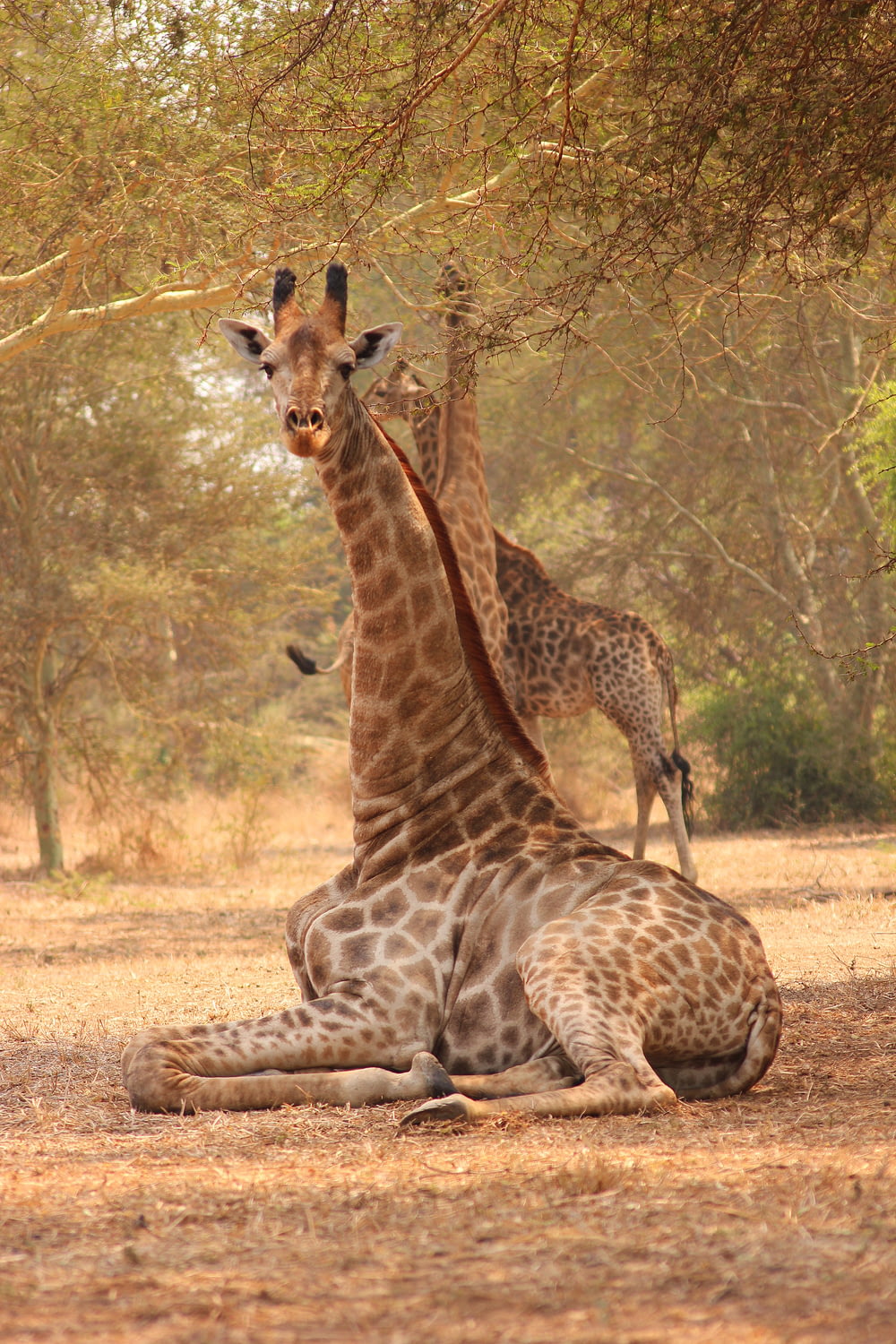a couple of giraffe standing next to each other on a field