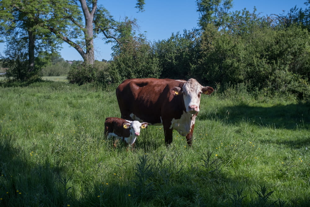 a mother cow and her calf standing in a field