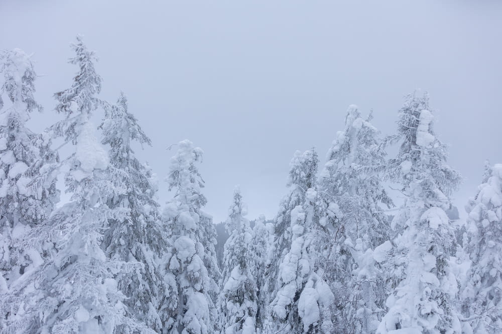 a group of trees covered in snow in a forest