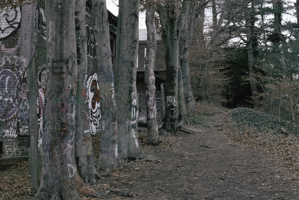 a dirt path with trees and graffiti on it