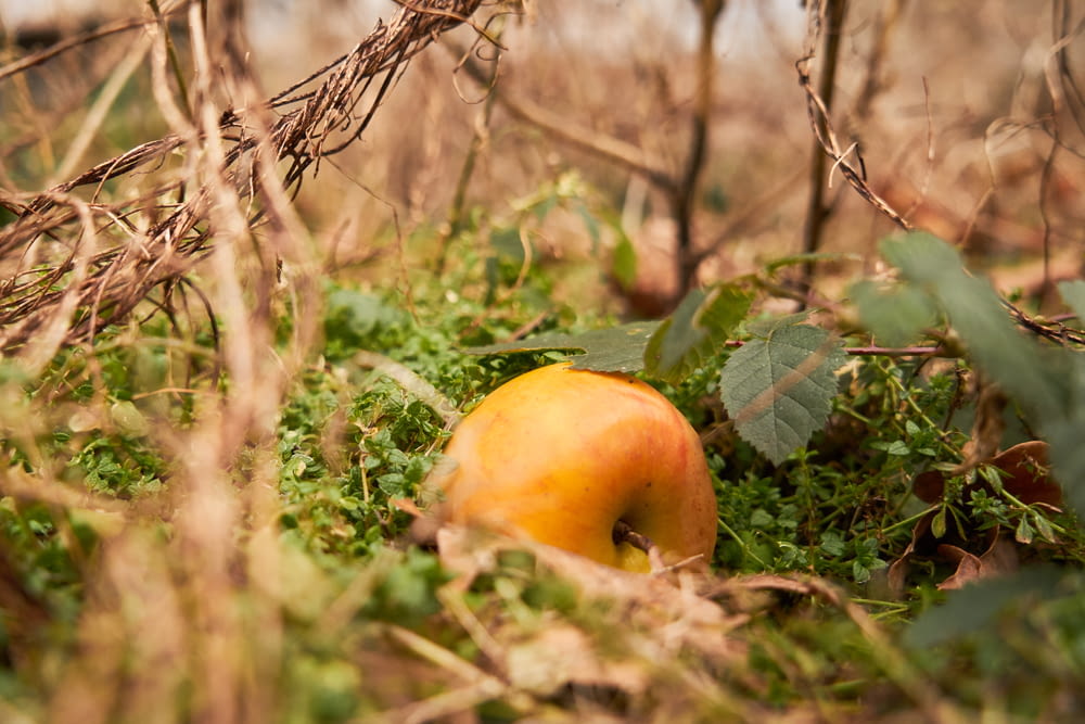 an apple sitting on the ground in the grass