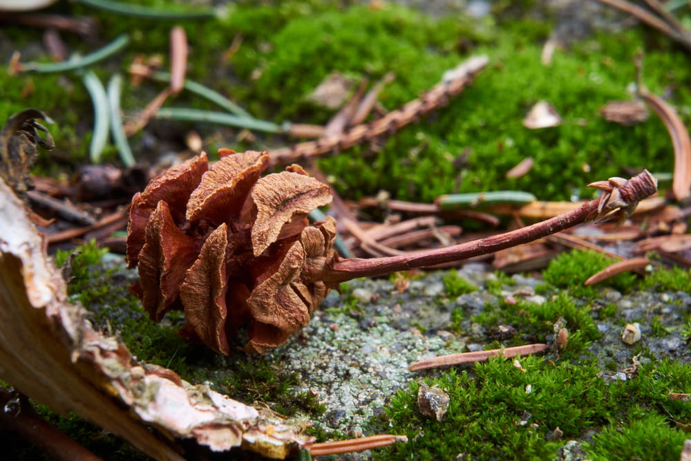a close up of a pine cone on a moss covered ground