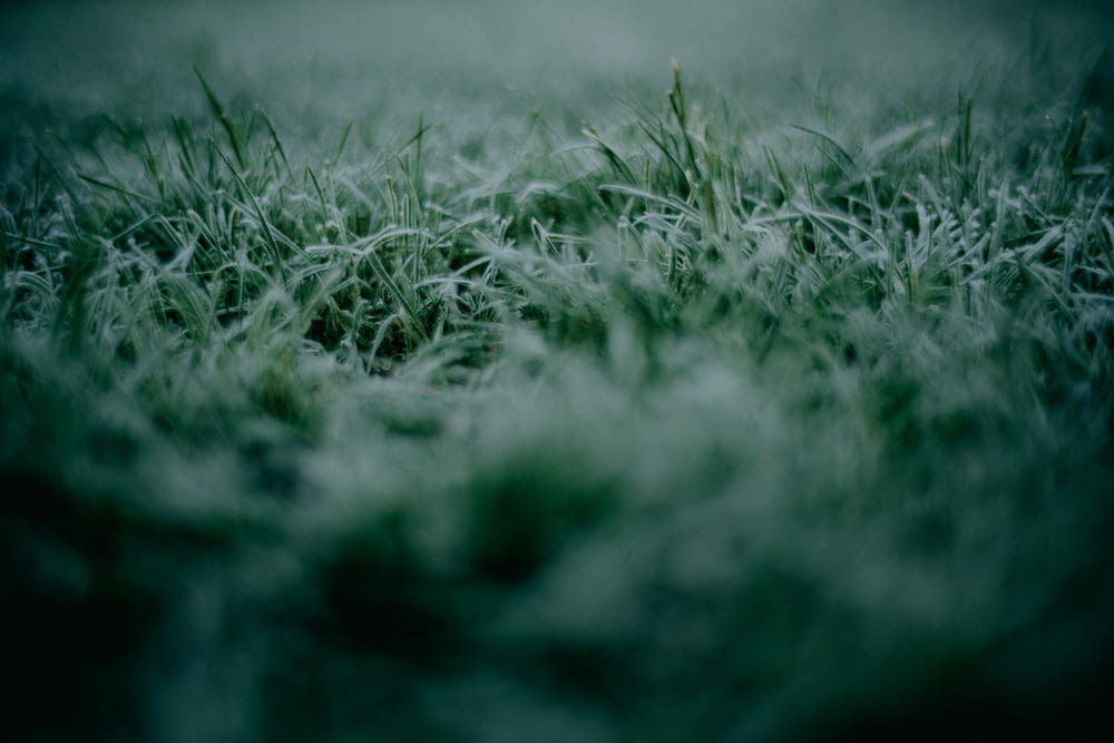 a close up of a grass field with a blurry background