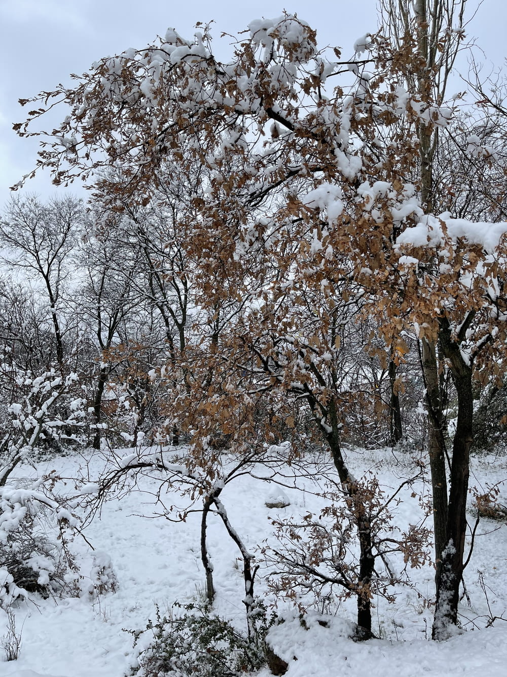 a snow covered park with trees and bushes