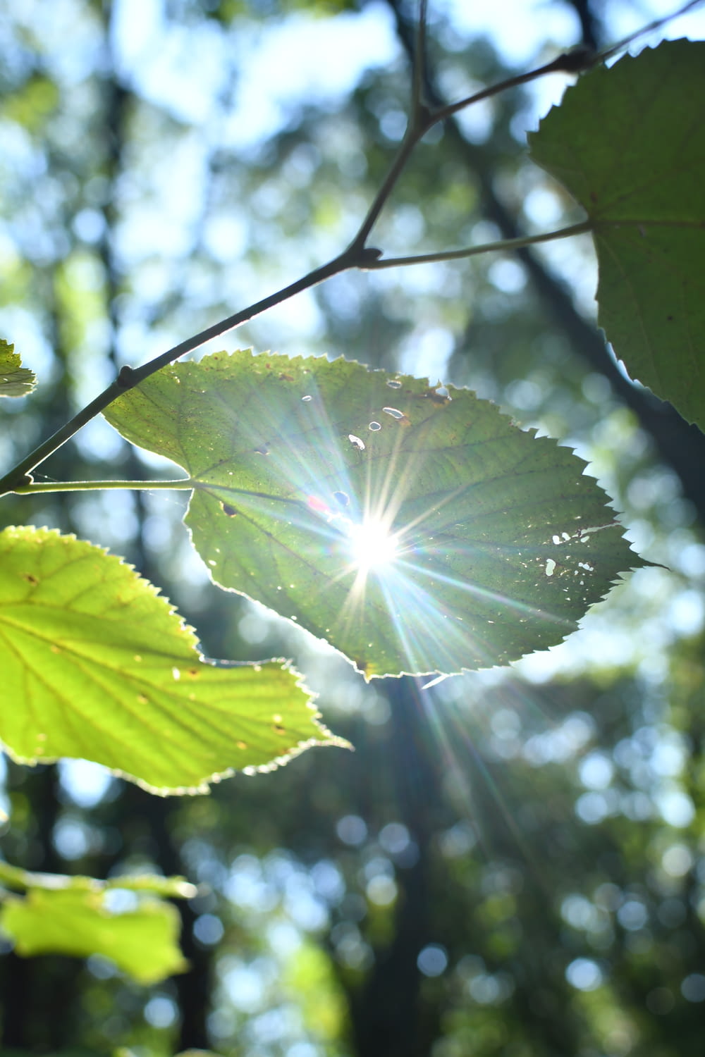 sunlight shining through the leaves of a tree