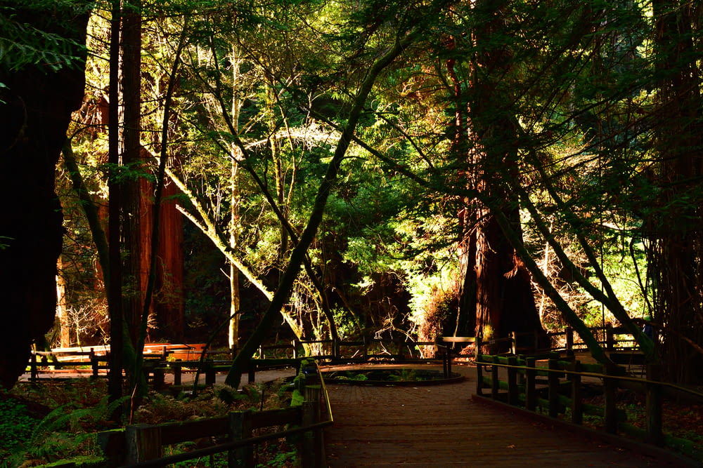 a wooden walkway through a forest with lots of trees