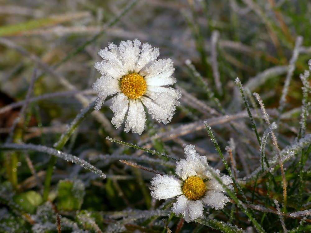 a couple of white flowers sitting on top of a grass covered field