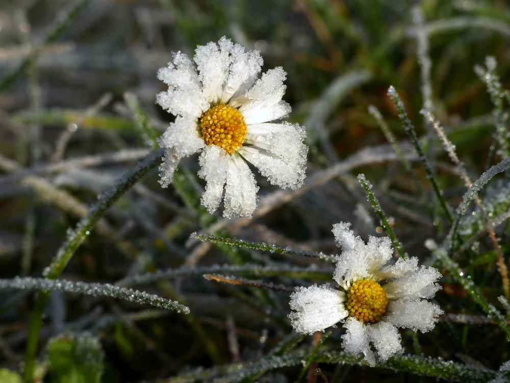 a couple of white flowers covered in frost