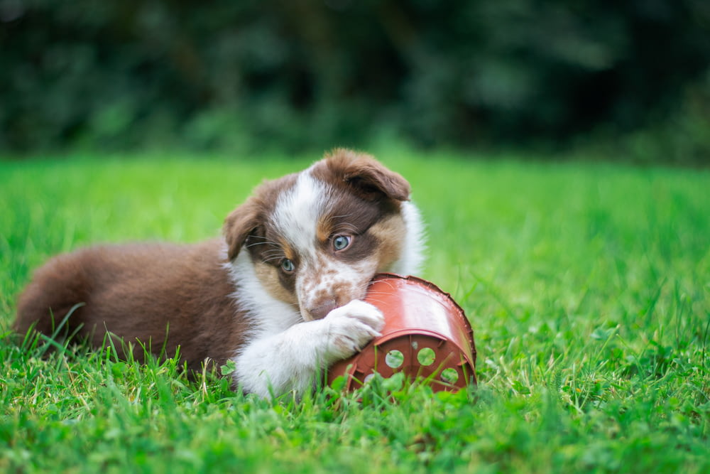 a puppy chewing on a toy in the grass