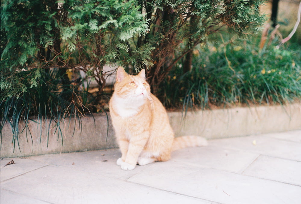 an orange and white cat sitting under a tree