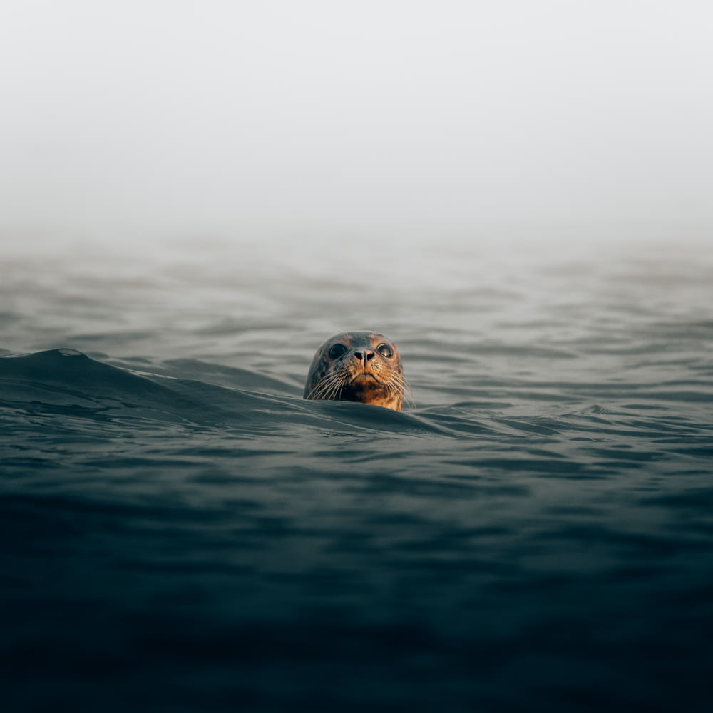 a sea turtle swimming in the ocean on a foggy day