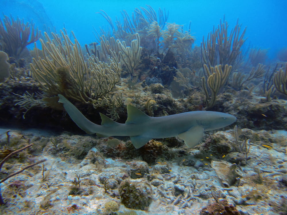 a large gray shark swimming over a coral reef
