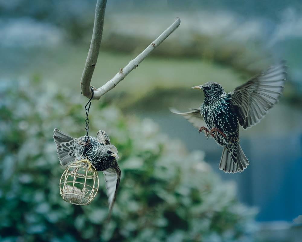 a couple of birds flying next to a bird feeder