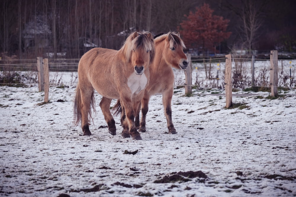 two brown horses standing next to each other on a snow covered field