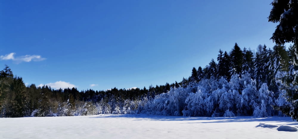 um campo coberto de neve com árvores ao fundo