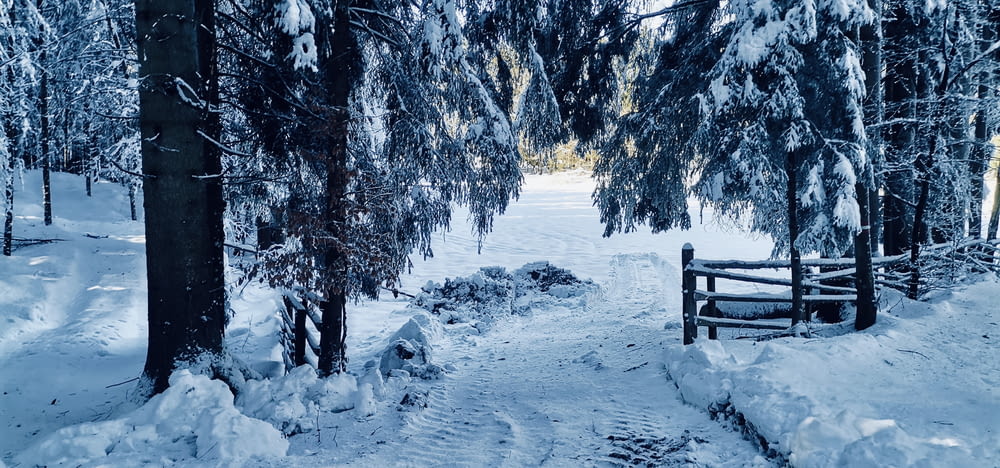 Ein verschneiter Weg im Wald mit einem Holztor