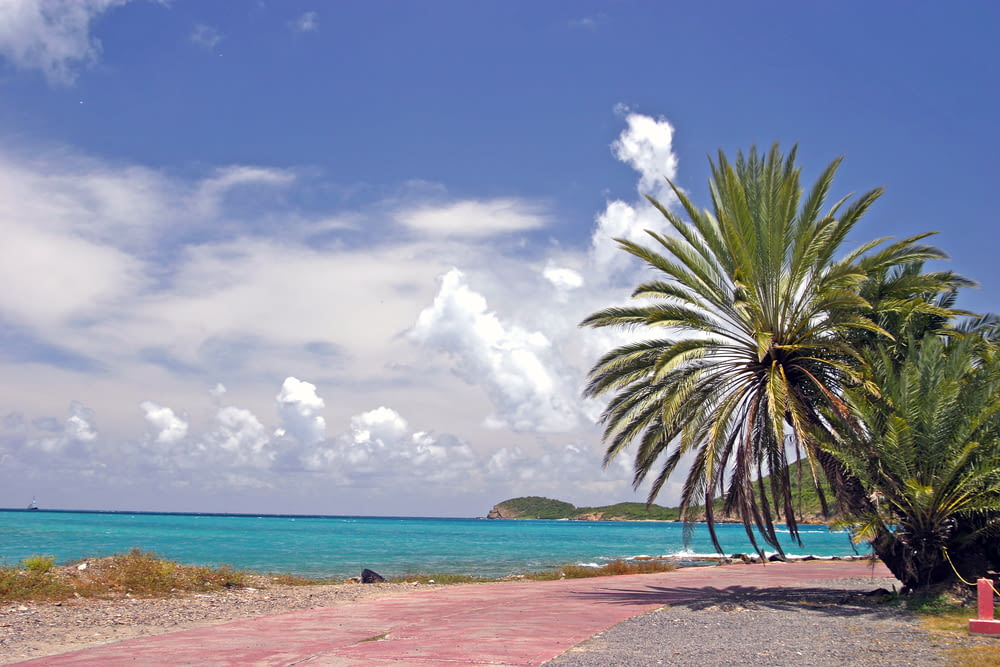 a palm tree sitting on top of a sandy beach