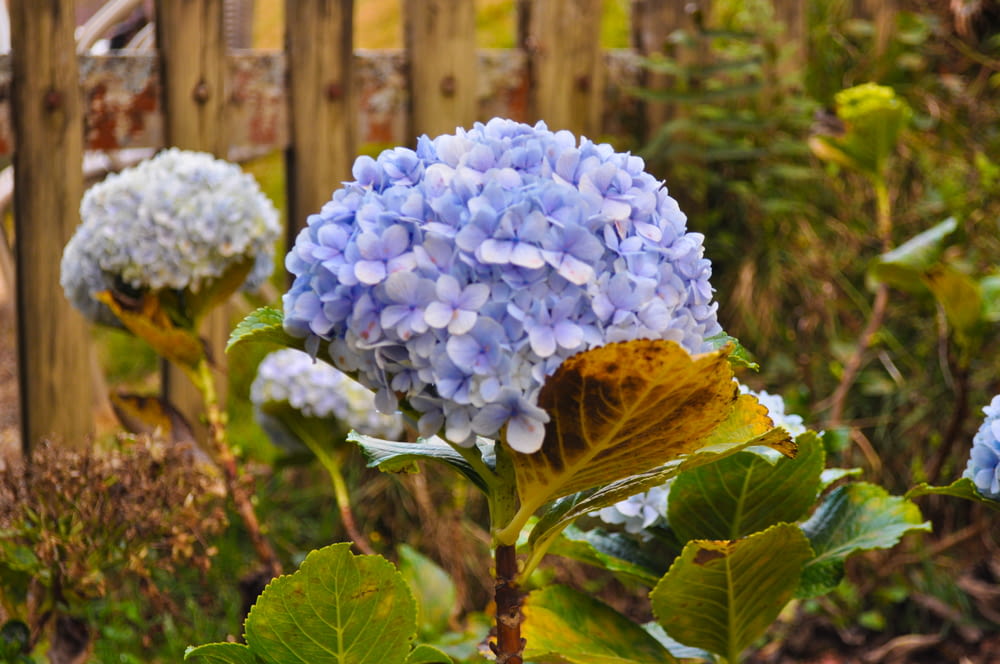 a close up of a blue flower near a fence