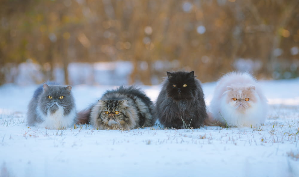 a group of cats sitting in the snow