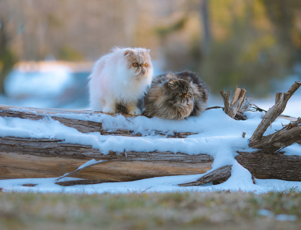two cats are sitting on a log in the snow