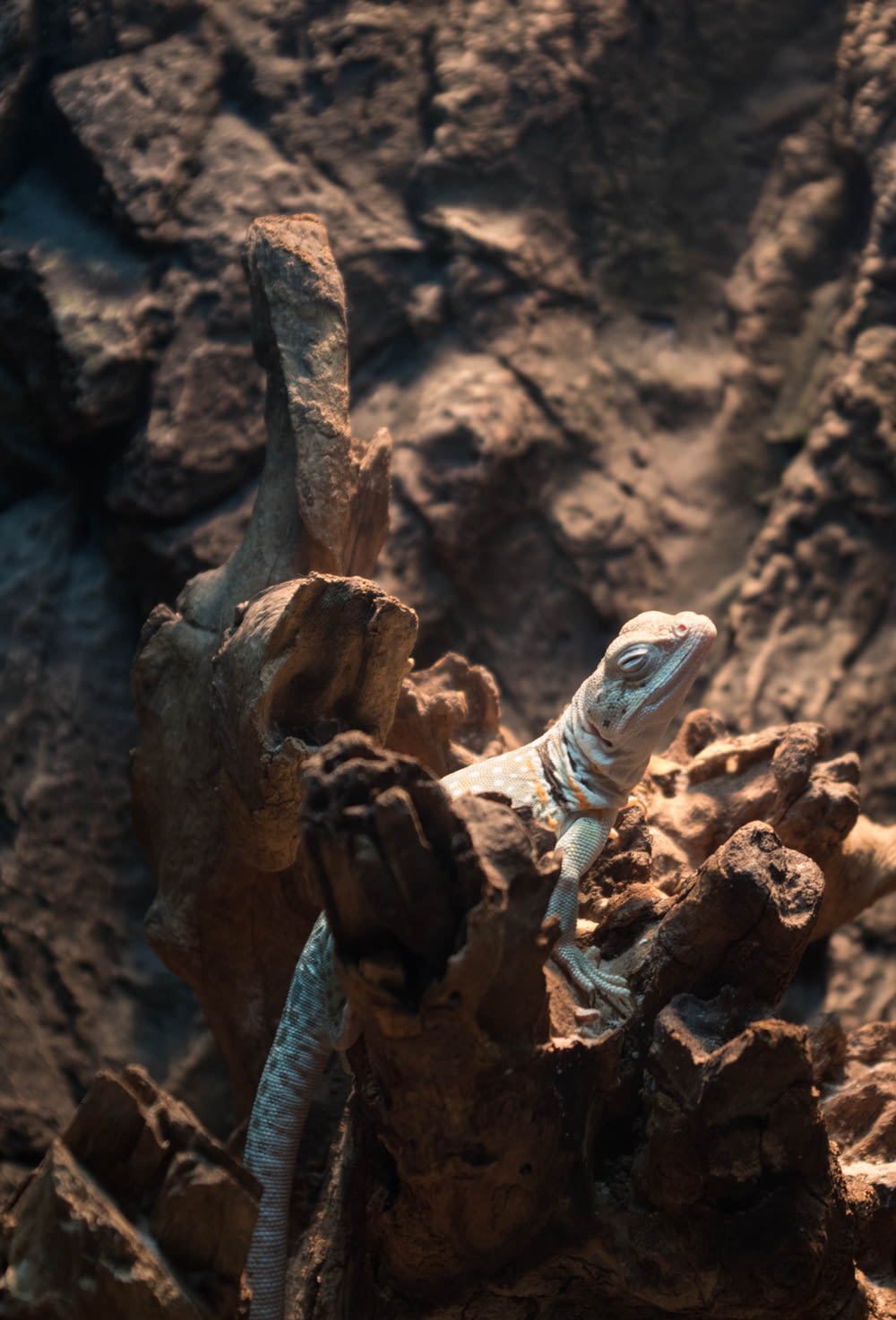 a lizard sitting on top of a rock formation