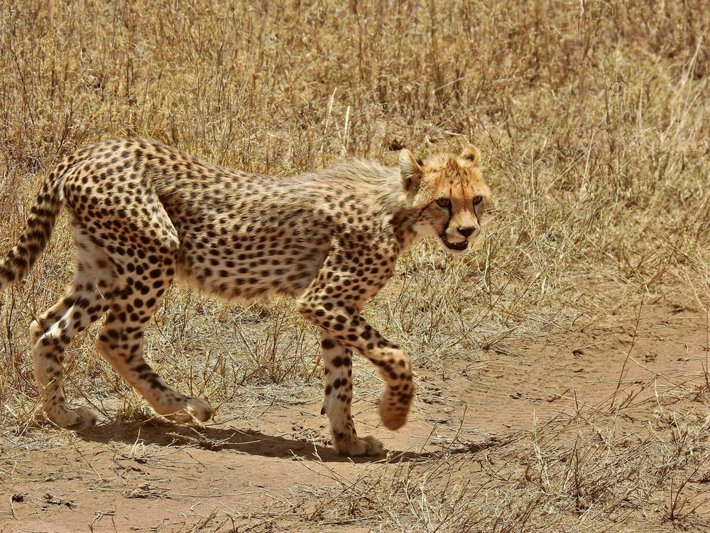 a cheetah walking across a dry grass covered field