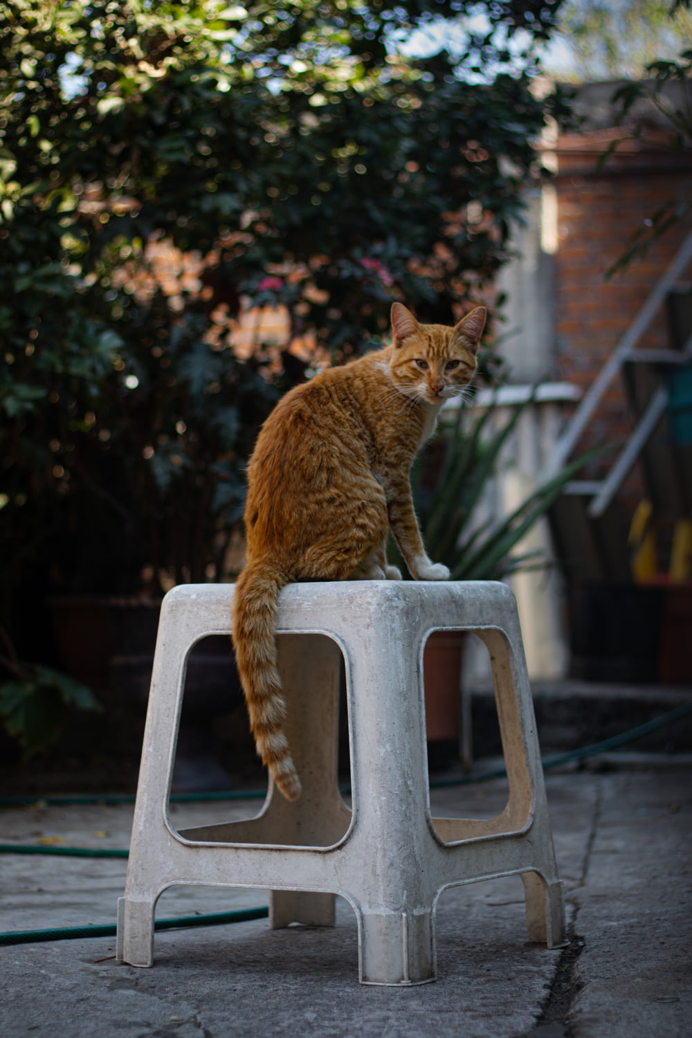 an orange cat sitting on top of a white object
