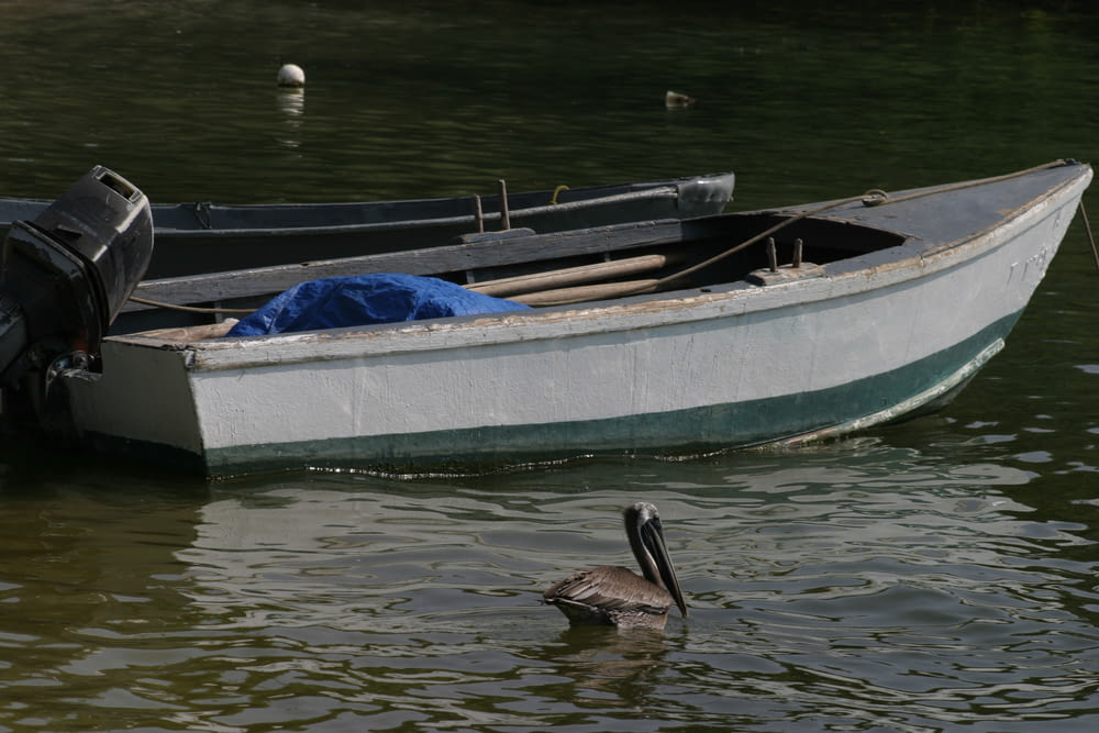 a duck swimming in the water next to a boat