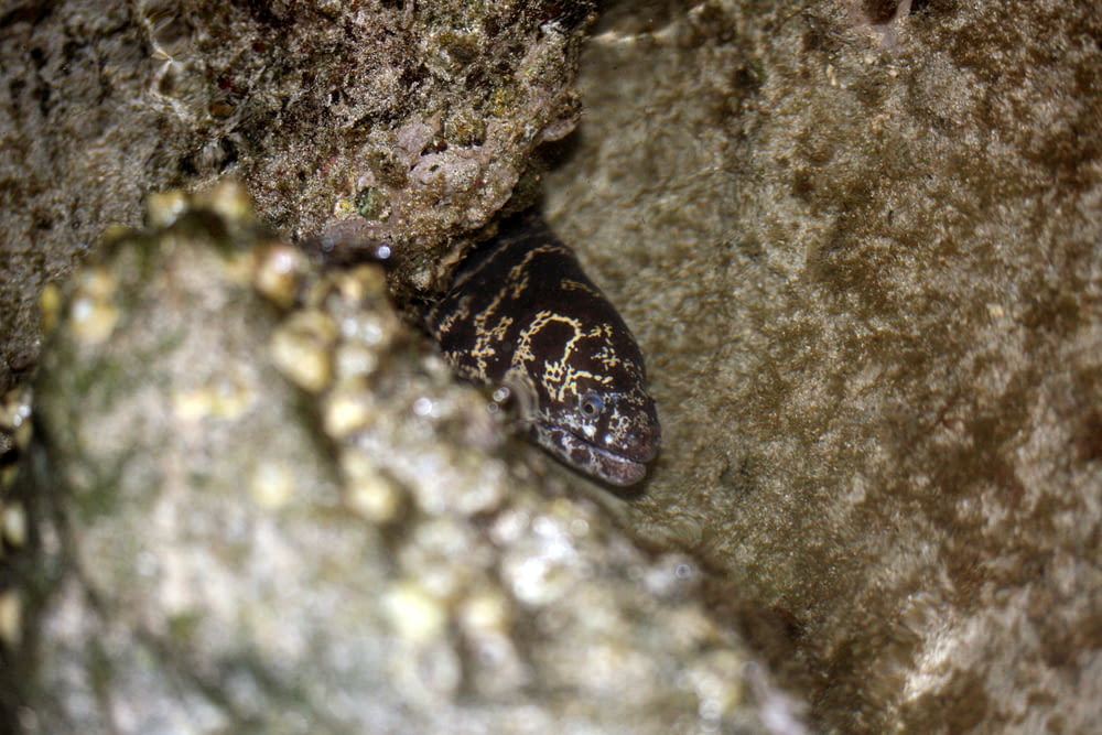 a close up of a small insect on a rock