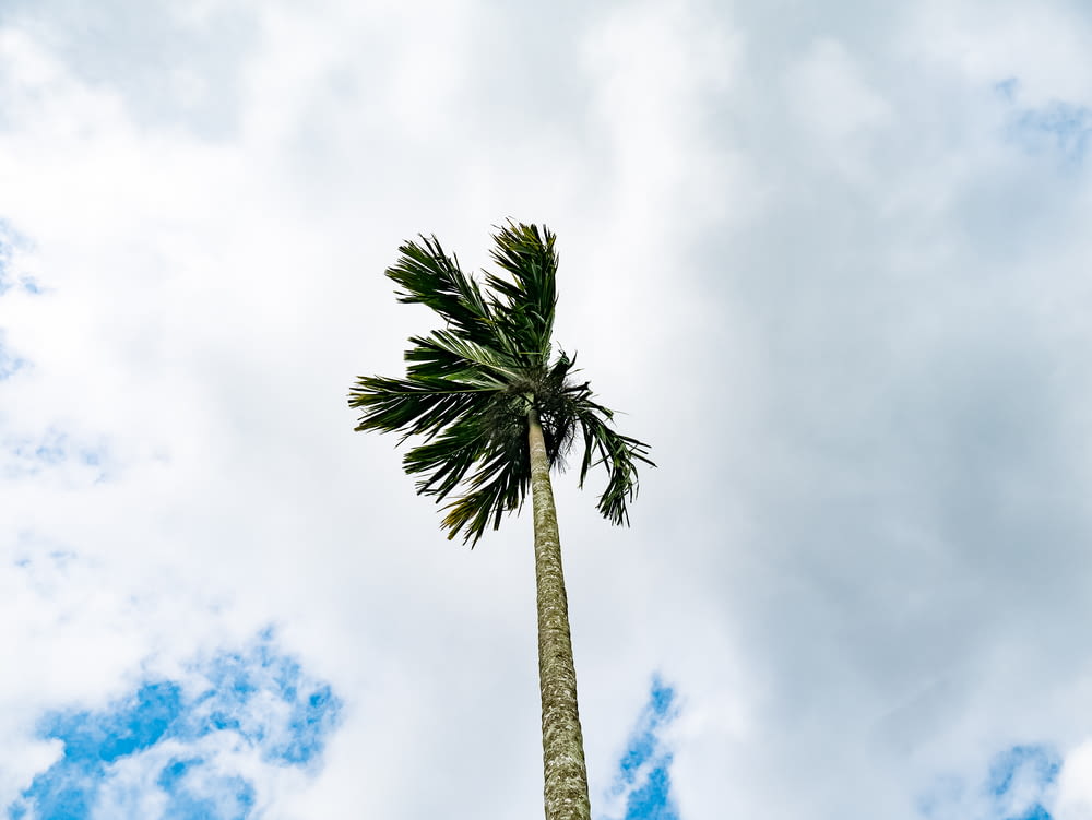 a tall palm tree standing under a cloudy blue sky