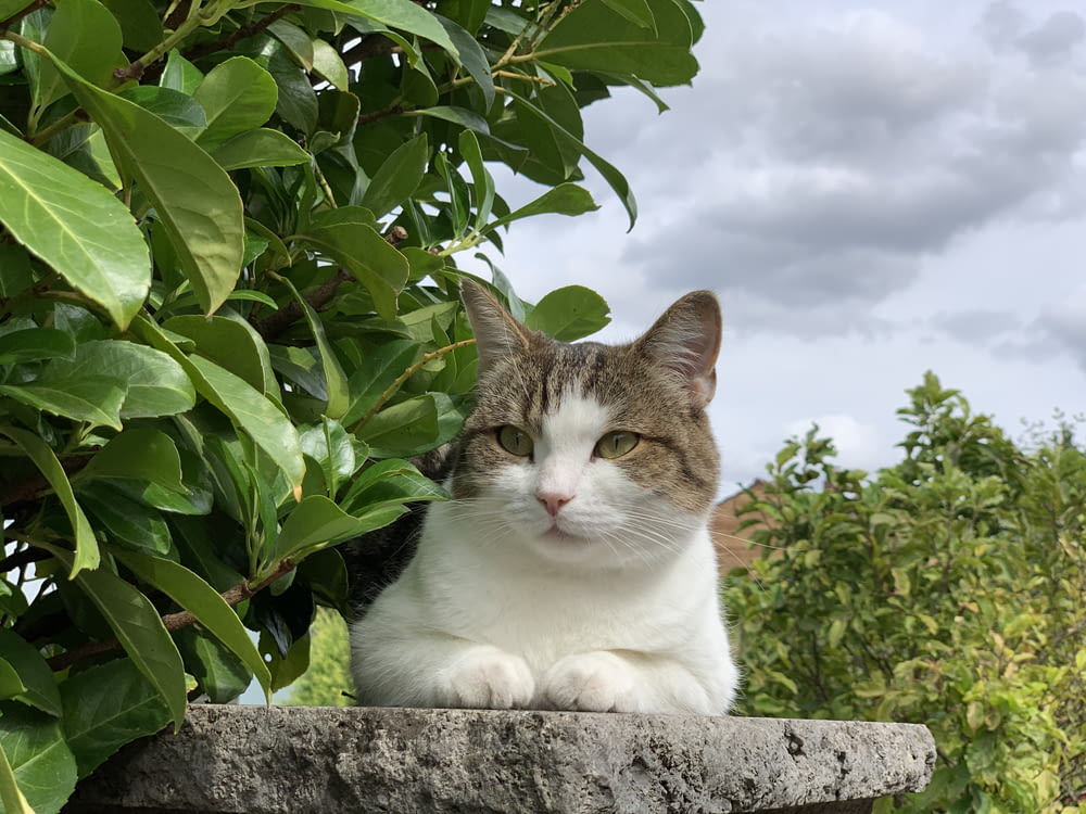 a cat sitting on top of a stone wall