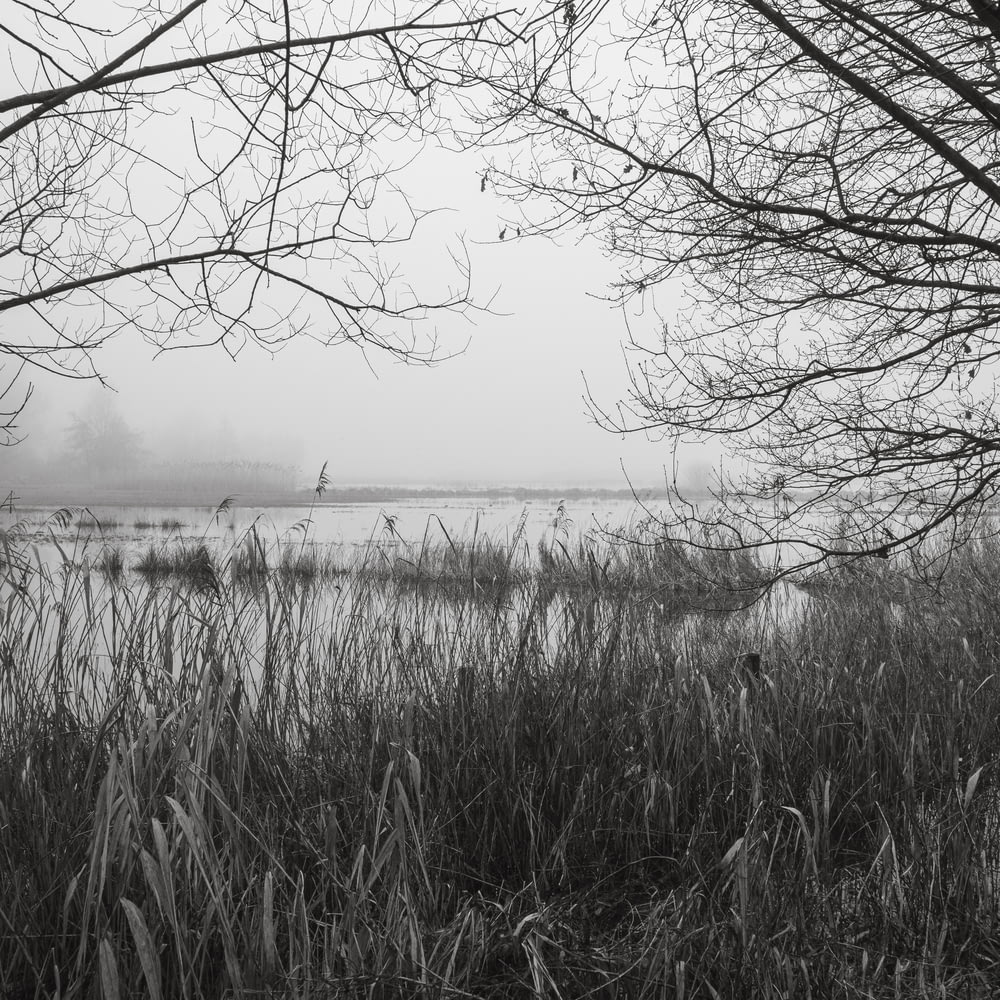 a black and white photo of a marsh
