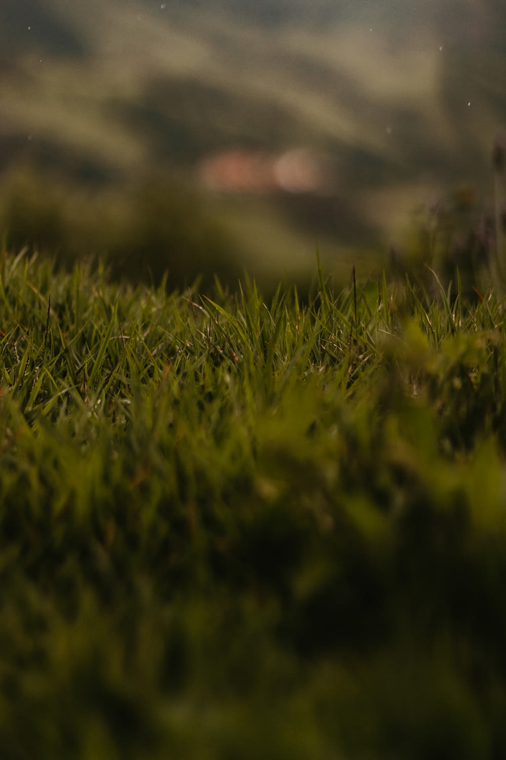 a blurry photo of grass with a blurry background