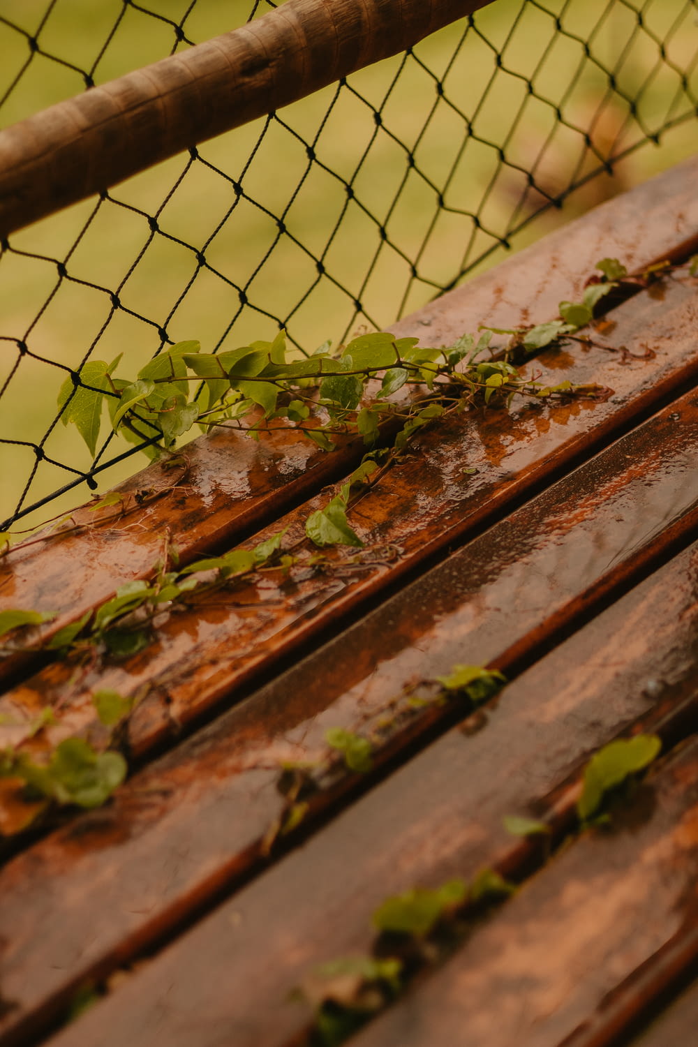 a close up of a wooden bench with vines growing on it