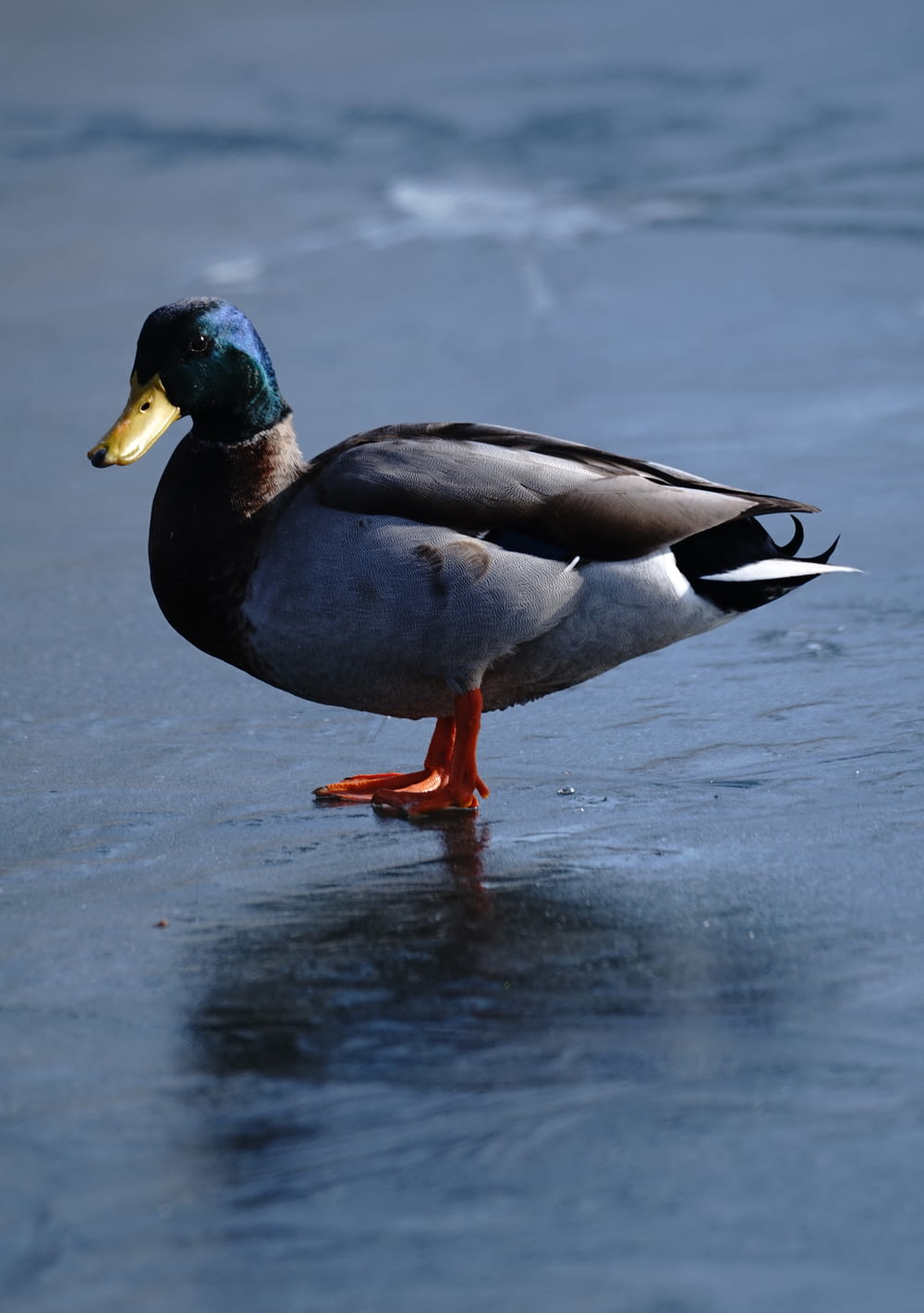a duck is standing on the ice in the water