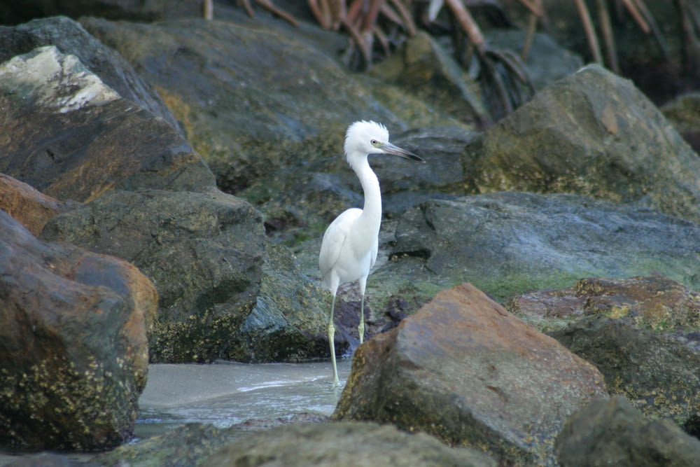 a white bird standing on top of a rock covered beach