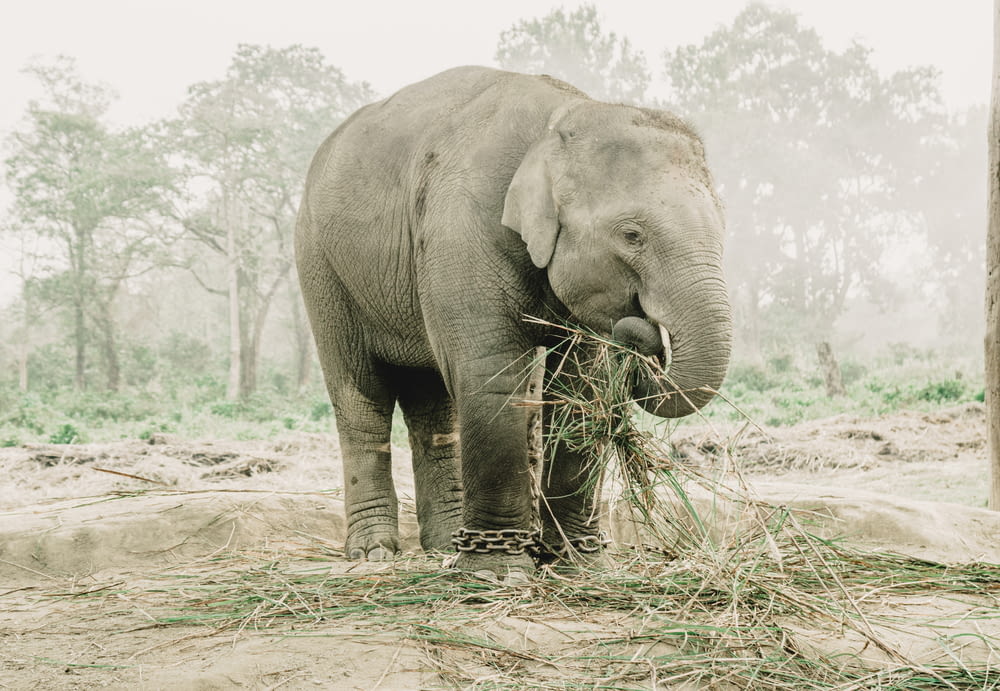 an elephant is eating grass in a field