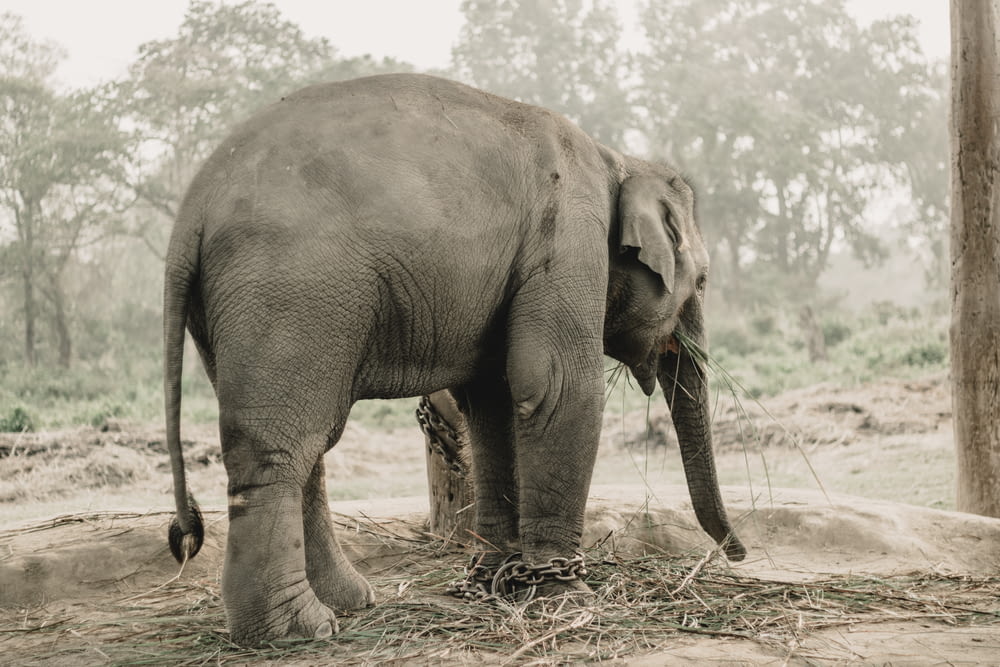 an elephant standing in the dirt eating grass