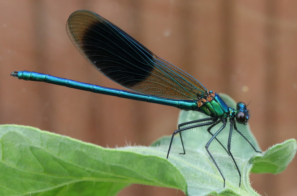 a blue and brown dragonfly sitting on a green leaf